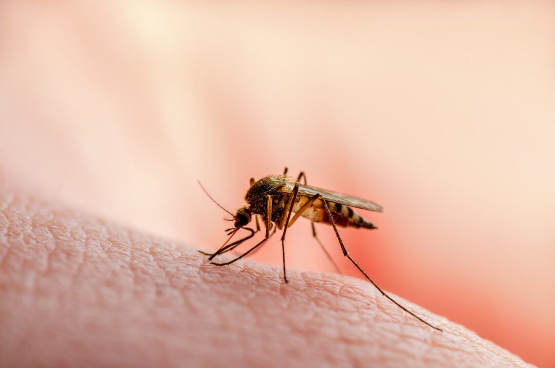 Is It True That Mosquitoes Are The Most Deadly Animals , Health Channel